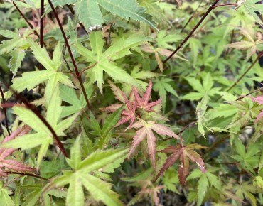 Japanischer Ahorn Phoenix - Acer palmatum Phoenix - Jardins du Monde.be