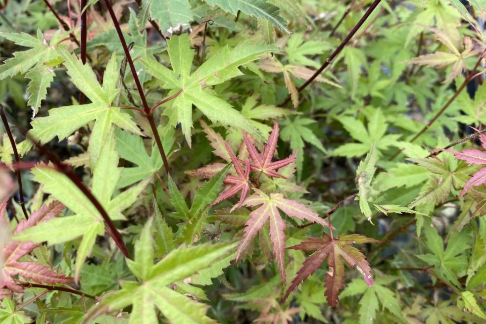 Japanese maple Phoenix - Acer palmatum Phoenix - Jardins du Monde.be