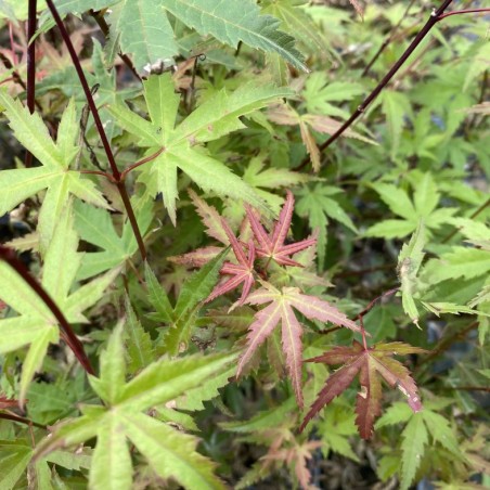 Japanse esdoorn Phoenix - Acer palmatum Phoenix - Jardins du Monde.be
