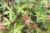 Japanese maple Phoenix - Acer palmatum Phoenix - Jardins du Monde.be