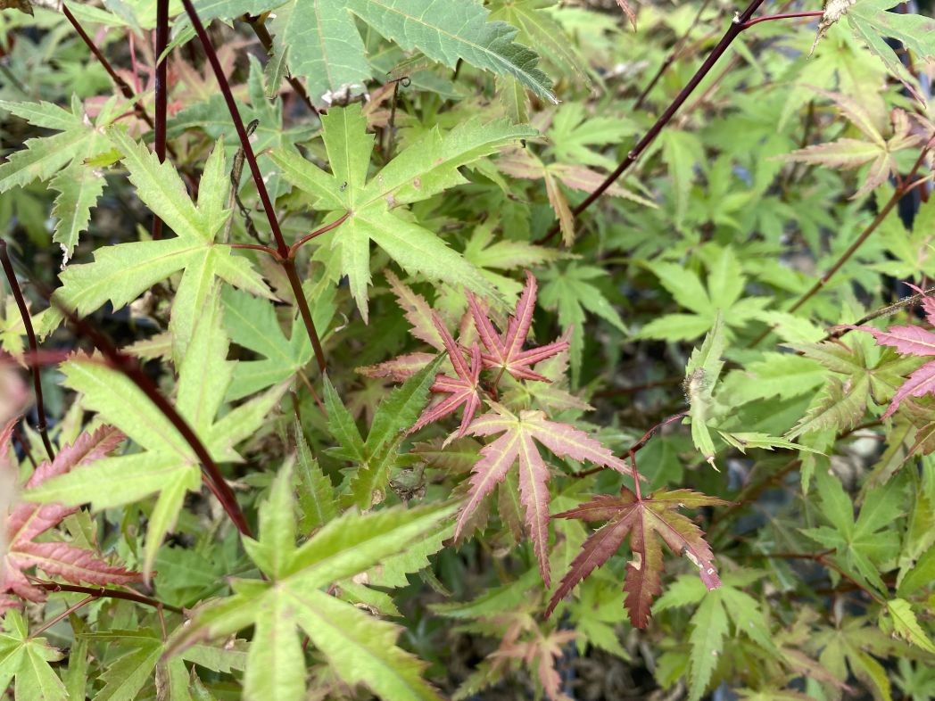 Japanese maple Phoenix