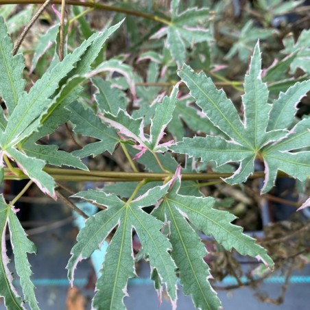 Japanse esdoorn Iyoshi– Acer palmatum ‘Iyoshi’