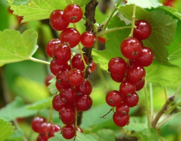 Rote Johannisbeere Junifer - Ribes rubrum Junifer