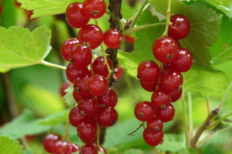 Redcurrant Junifer - Ribes rubrum Junifer
