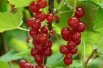 Redcurrant Junifer - Ribes rubrum Junifer