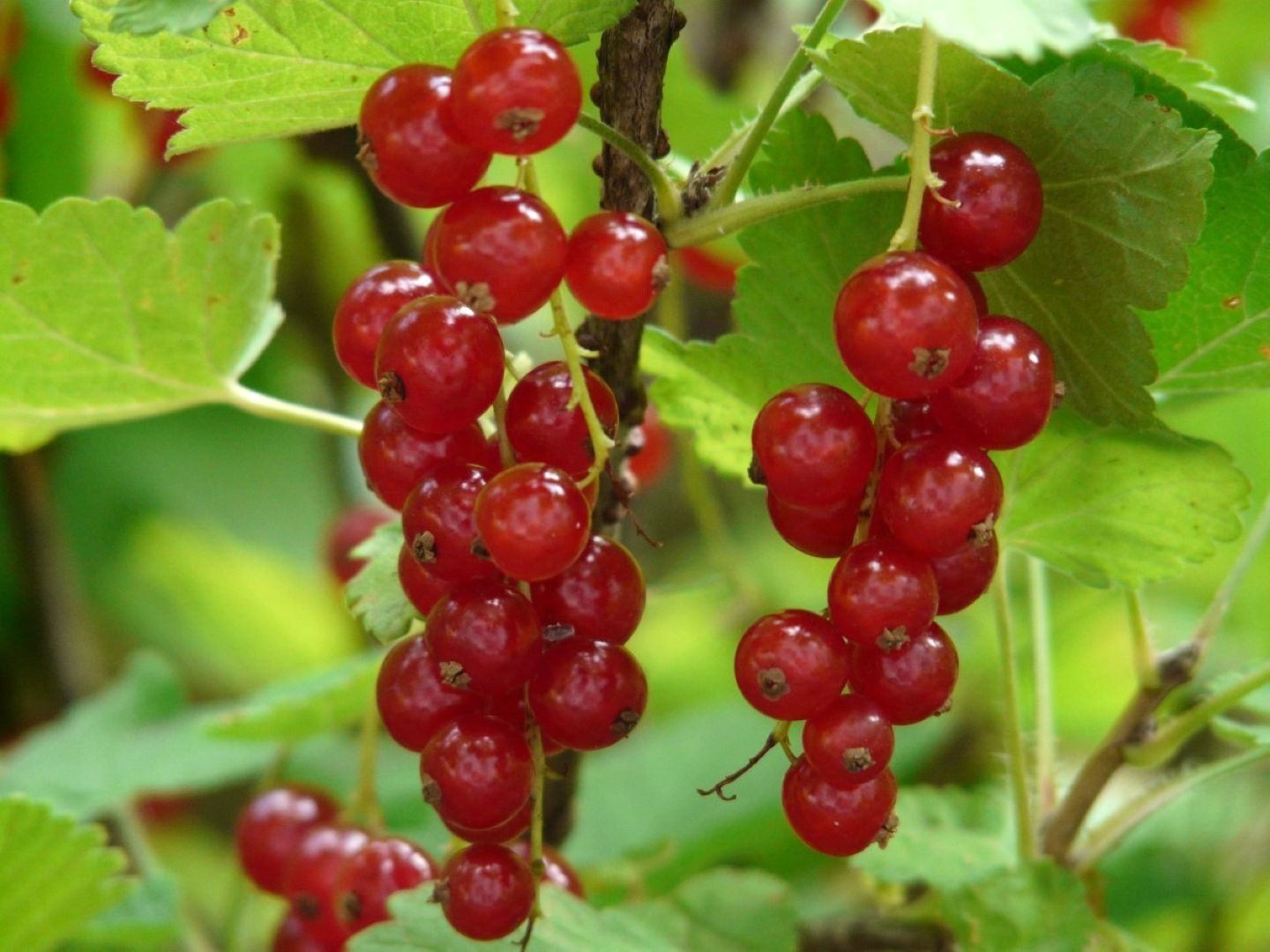 Redcurrant Junifer (in 2 liter pot)