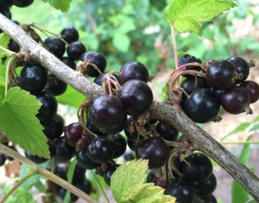 Cassissier Andega - Ribes nigrum Andega