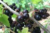 Cassissier Andega - Ribes nigrum Andega