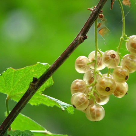 Witte aalbes Zitavia - Ribes rubrum Zitavia - pot van 2 liter