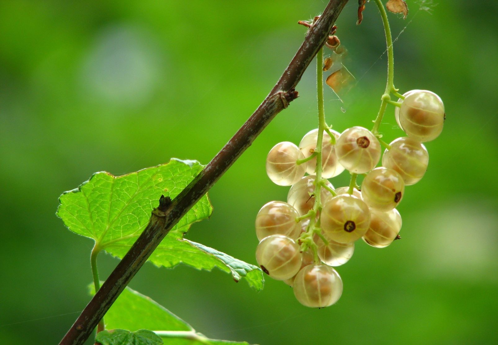 White currant Zitavia (in 2 liter pot)