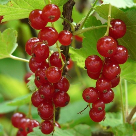 Groseillier à grappes Junifer - Ribes rubrum Junifer
