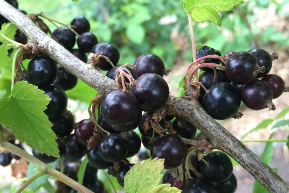 Zwarte bes Andega - Ribes nigrum Andega