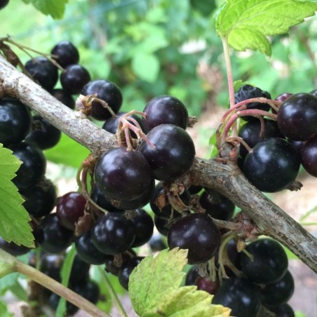 Blackcurrant Andega - Ribes nigrum Andega