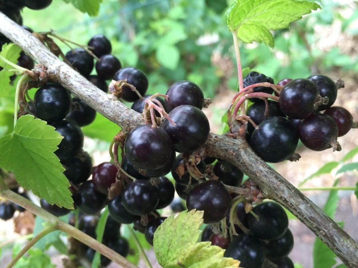 Blackcurrant Andega