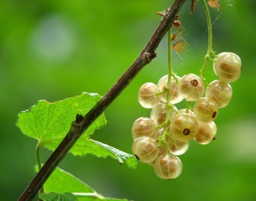 White currant Zitavia - Ribes rubrum Zitavia