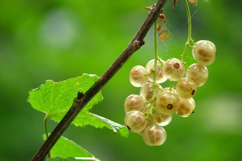 White currant Zitavia - Ribes rubrum Zitavia White currant Zitavia - Ribes rubrum Zitavia
