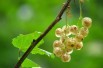 White currant Zitavia - Ribes rubrum Zitavia White currant Zitavia - Ribes rubrum Zitavia