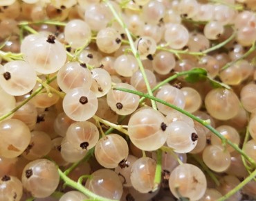 White currant Witte Hollander