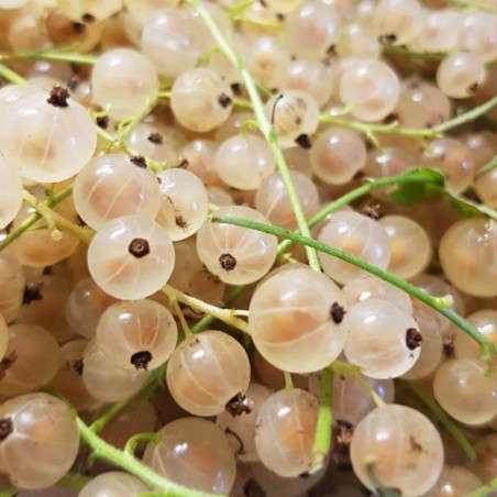 Witte aalbes Witte Hollander - Ribes rubrum Witte Hollander