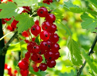 Groseillier à grappes Rolan - Ribes rubrum Rolan