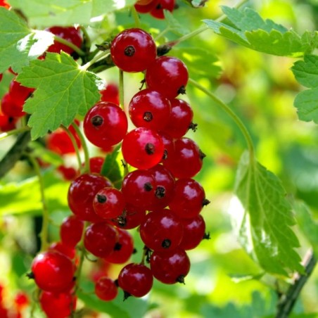 Rode aalbes Rolan - Ribes rubrum Rolan