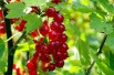 Redcurrant Rolan - Ribes rubrum Rolan
