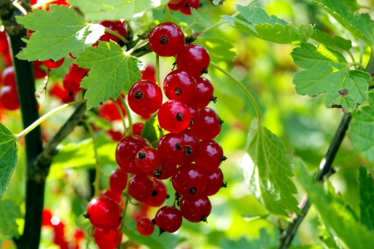 Redcurrant Rolan (in 2 liter pot)