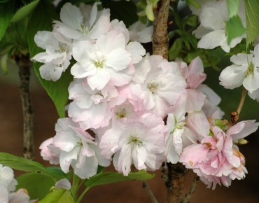 Japanese flowering Cherry Amanogawa - Prunus serrulata Amanogawa - Jardins du Monde.be