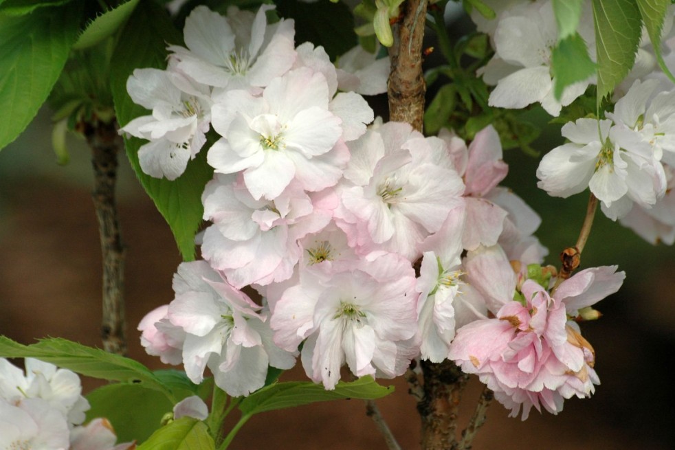 Säulenkirsche Amanogawa - Prunus serrulata Amanogawa - Jardins du Monde.be