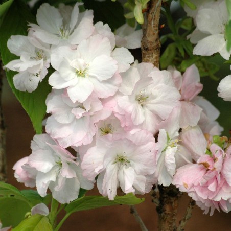 Japanese flowering Cherry Amanogawa - Prunus serrulata Amanogawa - Jardins du Monde.be
