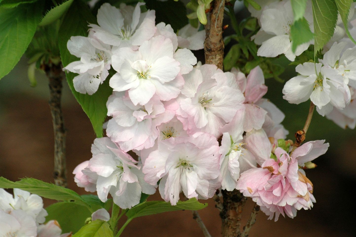 Cerisier à fleurs du Japon Amanogawa (colonnaire)