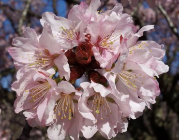Sargent's cherry - Prunus sargentii - William (Ned) Friedman, CC BY-SA 4.0 , via Wikimedia Commons