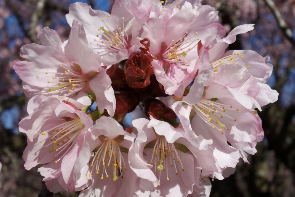 Cerisier à fleurs de Sargent - Prunus sargentii - William (Ned) Friedman, CC BY-SA 4.0 , via Wikimedia Commons