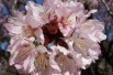 Cerisier à fleurs de Sargent - Prunus sargentii - William (Ned) Friedman, CC BY-SA 4.0 , via Wikimedia Commons