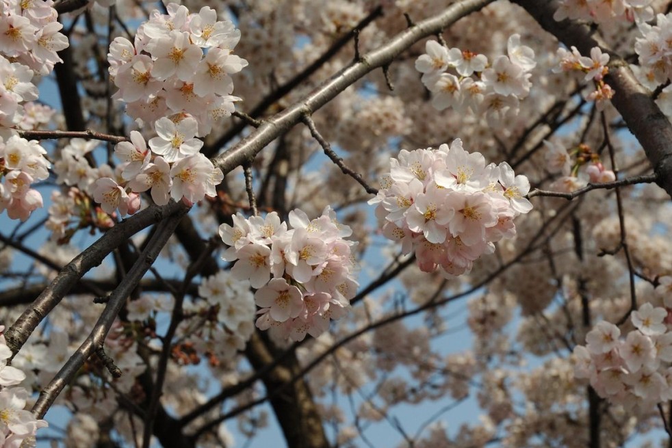 Japanese flowering Cherry Sunset Boulevard - Prunus serrulata Sunset Boulevard - Kropsoq, CC BY-SA 3.0, via Wikimedia Commons