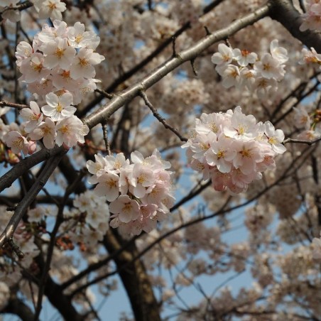 Zierkirsche Sunset Boulevard - Prunus serrulata Sunset Boulevard - Kropsoq, CC BY-SA 3.0, via Wikimedia Commons