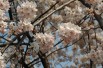 Japanese flowering Cherry Sunset Boulevard - Prunus serrulata Sunset Boulevard - Kropsoq, CC BY-SA 3.0, via Wikimedia Commons