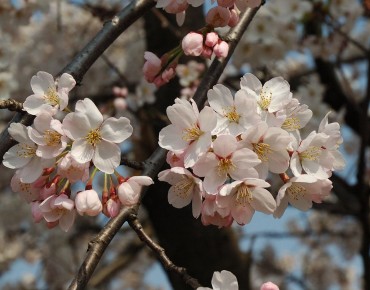 Ceriser du Japon Sunset Boulevard - Prunus serrulata Sunset Boulevard - Kropsoq, CC BY-SA 3.0, via Wikimedia Commons