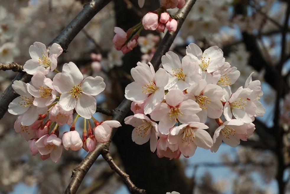 Japanese flowering Cherry Sunset Boulevard - Prunus serrulata Sunset Boulevard - Kropsoq, CC BY-SA 3.0, via Wikimedia Commons