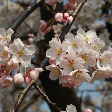 Japanese flowering Cherry Sunset Boulevard - Prunus serrulata Sunset Boulevard - Kropsoq, CC BY-SA 3.0, via Wikimedia Commons