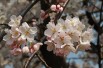 Japanese flowering Cherry Sunset Boulevard - Prunus serrulata Sunset Boulevard - Kropsoq, CC BY-SA 3.0, via Wikimedia Commons
