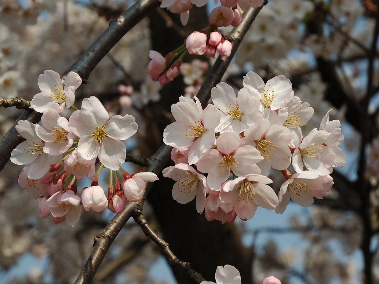 Ceriser à fleurs du Japon Sunset Boulevard