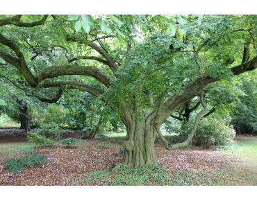 century-old tree -Korean hornbeam - Turczaninow hornbeam - Carpinus turczaninowii