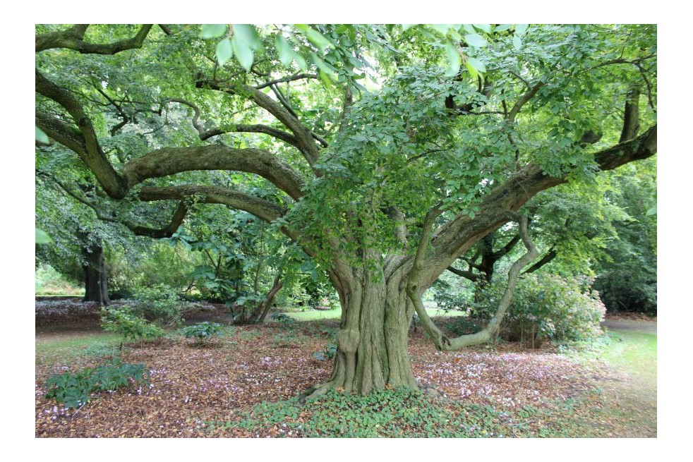 eeuwenoude boom -Koreaanse haagbeuk - Carpinus turczaninowii