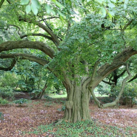 arbre centenaire - Charme de Corée - Carpinus turczaninowii - Jardins du Monde.be
