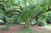 eeuwenoude boom -Koreaanse haagbeuk - Carpinus turczaninowii