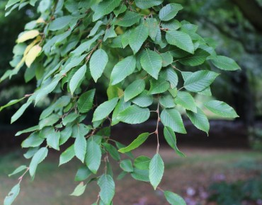 Korean hornbeam - Turczaninow hornbeam - Carpinus turczaninowii - Jardins du Monde.be