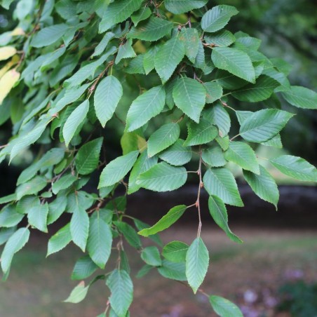 Korean hornbeam - Turczaninow hornbeam - Carpinus turczaninowii - Jardins du Monde.be