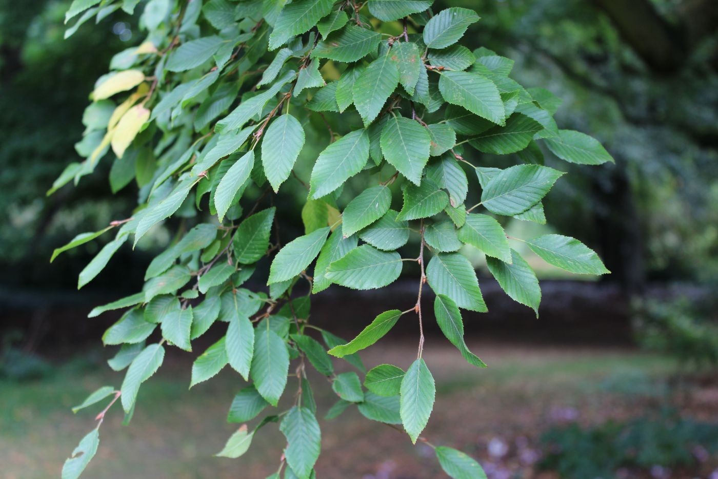 Korean hornbeam