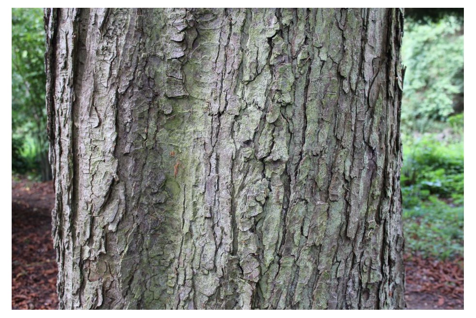 Dubbelbloemige Paardenkastanje - Aesculus hippocastanum 'Baumannii' - Jardins du Monde.be